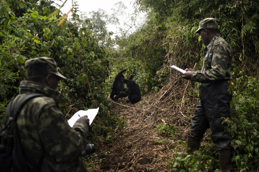 Gorillas in Volcanoes National Park in Rwanda are individually monitored and protected as part of its “extreme conservation” project. Part of the revenue from tourists visiting to see the apes is channelled to surrounding villages. Photo: AP/Felipe Dana