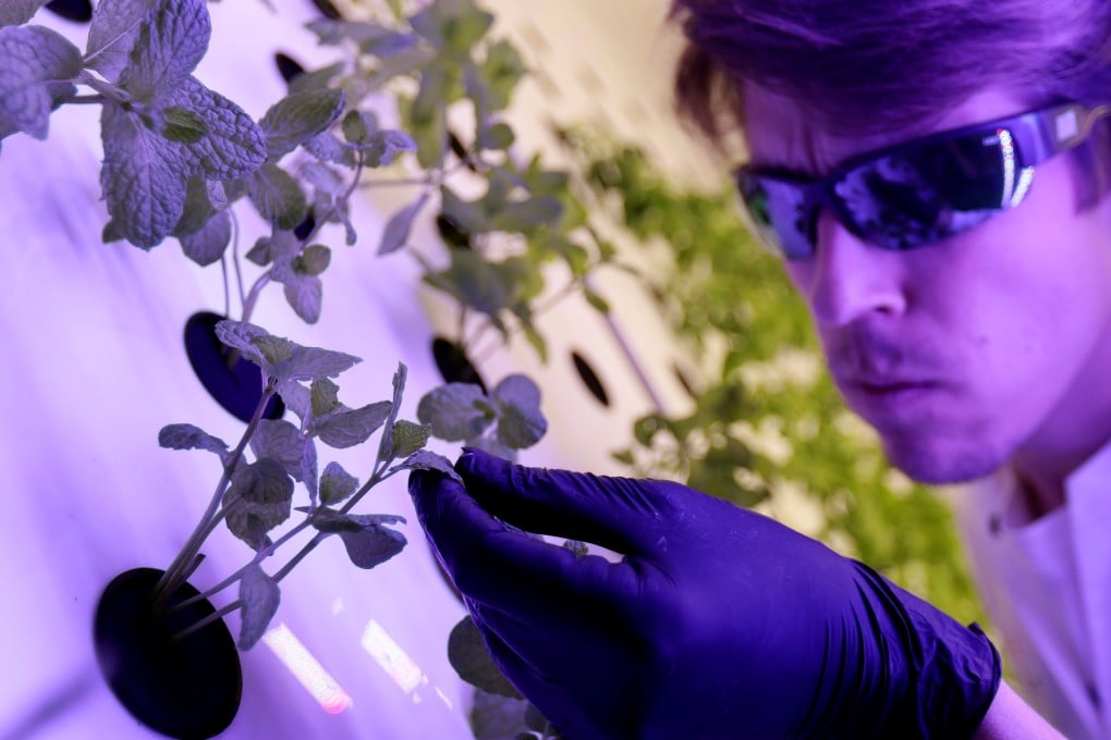 Scientist Jan Lukacevic checks a plant inside of an aeroponic growing chamber system at the Prague University of Life Sciences in the Czech Republic on Wednesday. Photo: Reuters