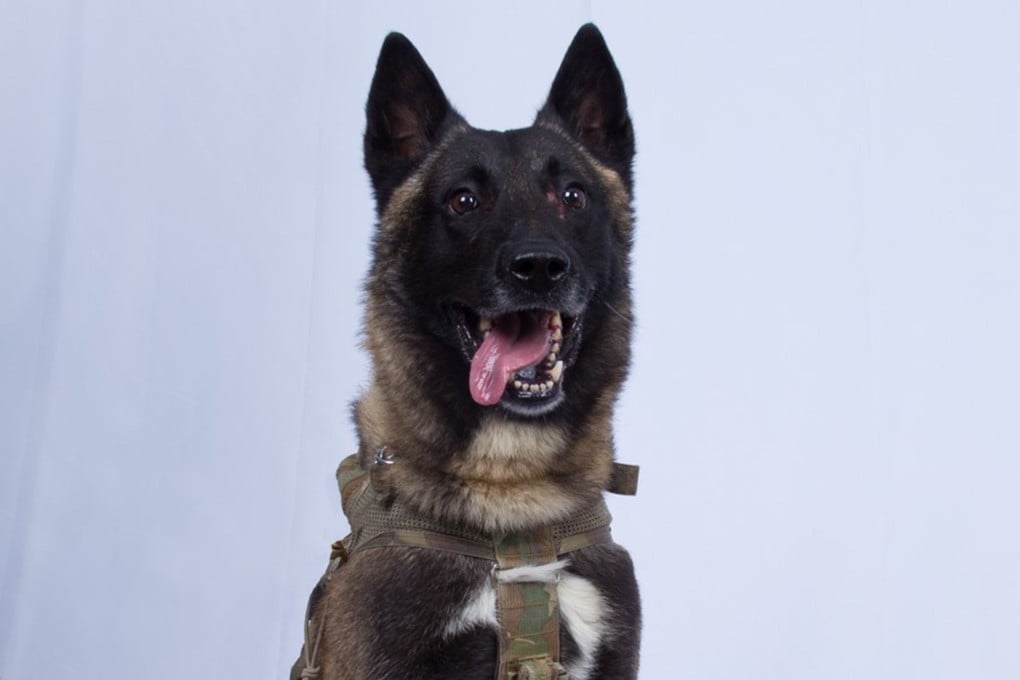 An undated image of Conan, the military dog who sustained minor injuries during the Baghdadi raid. Photo: US Department of Defence via AFP