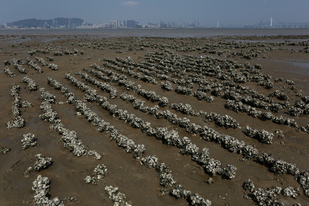 The restoration of oyster reefs has been held up as a natural solution to the threat of storm surges on Hong Kong’s coastal communities. Photo: Jonathan Wong