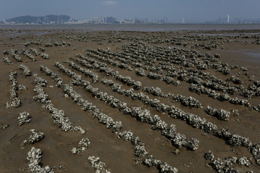 The restoration of oyster reefs has been held up as a natural solution to the threat of storm surges on Hong Kong’s coastal communities. Photo: Jonathan Wong