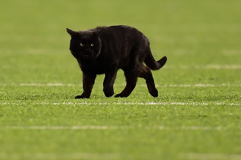 A black cat runs on the field during the second quarter of the New York Giants and Dallas Cowboys game at MetLife Stadium. Photo: AFP
