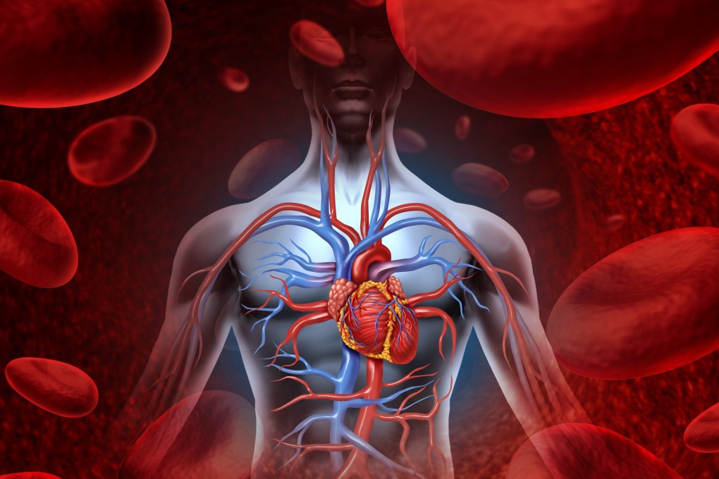 Illustration of the human heart circulation cardiovascular system. Photo: Shutterstock