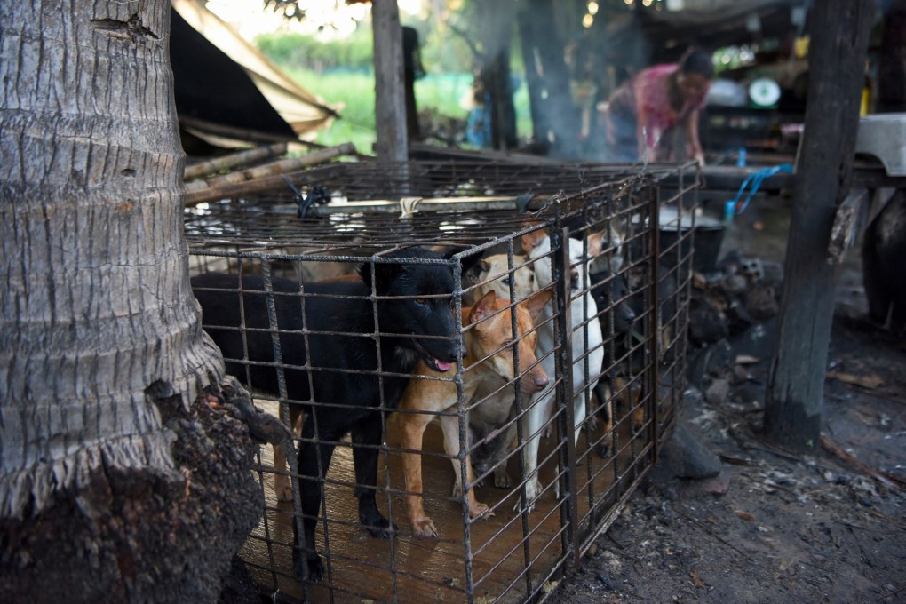 Dogs in a cage at a slaughterhouse in Siem Reap province. Photo: AFP