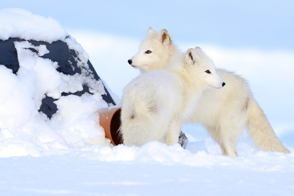 White Arctic foxes at a feeding station on the Hardangervidda Plateau, in Norway. Photo: Daniel Allen