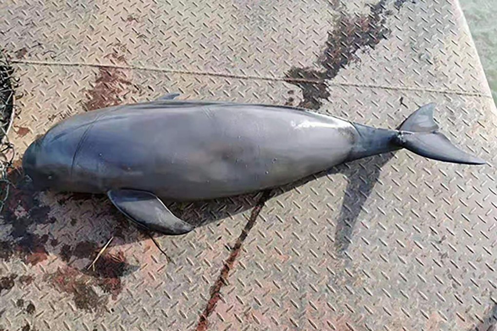 The finless porpoise found dead in the Yangtze River in Hubei on Monday was the second fatality in a week. Photo: 163.com