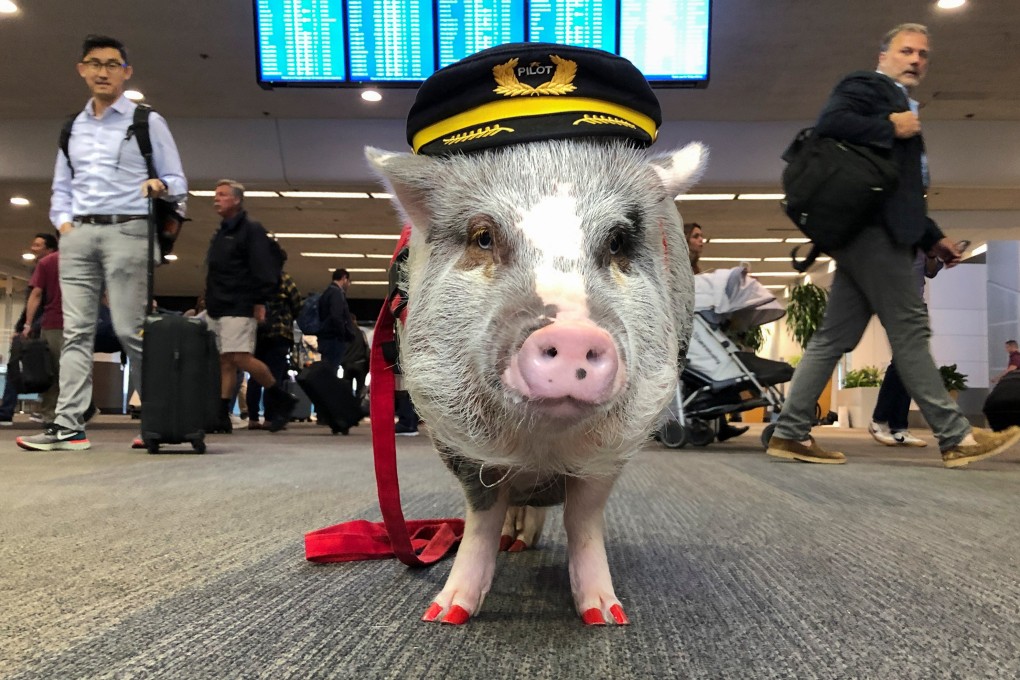 LiLou the therapy pig stands in front of a departures board at San Francisco International Airport. Photo: Reuters