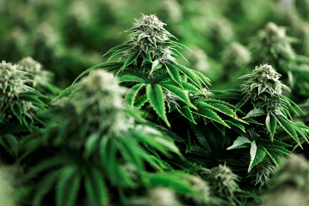 The Canadian entrepreneur was charged for growing cannabis on his private atoll. Photo: Reuters