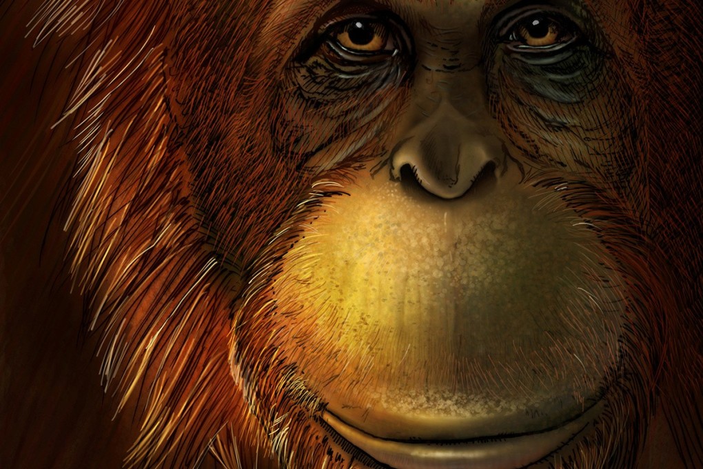 Just some teeth and lower jaws of the extinct giant ape Gigantopithecus blacki have been found. Photo: Reuters