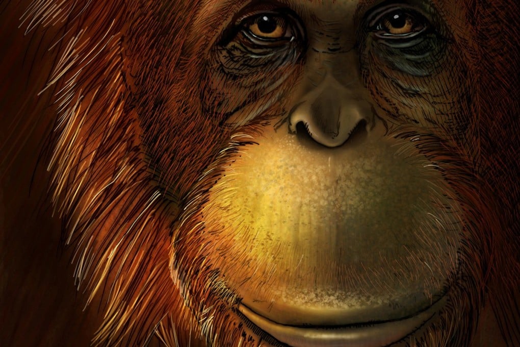 Just some teeth and lower jaws of the extinct giant ape Gigantopithecus blacki have been found. Photo: Reuters