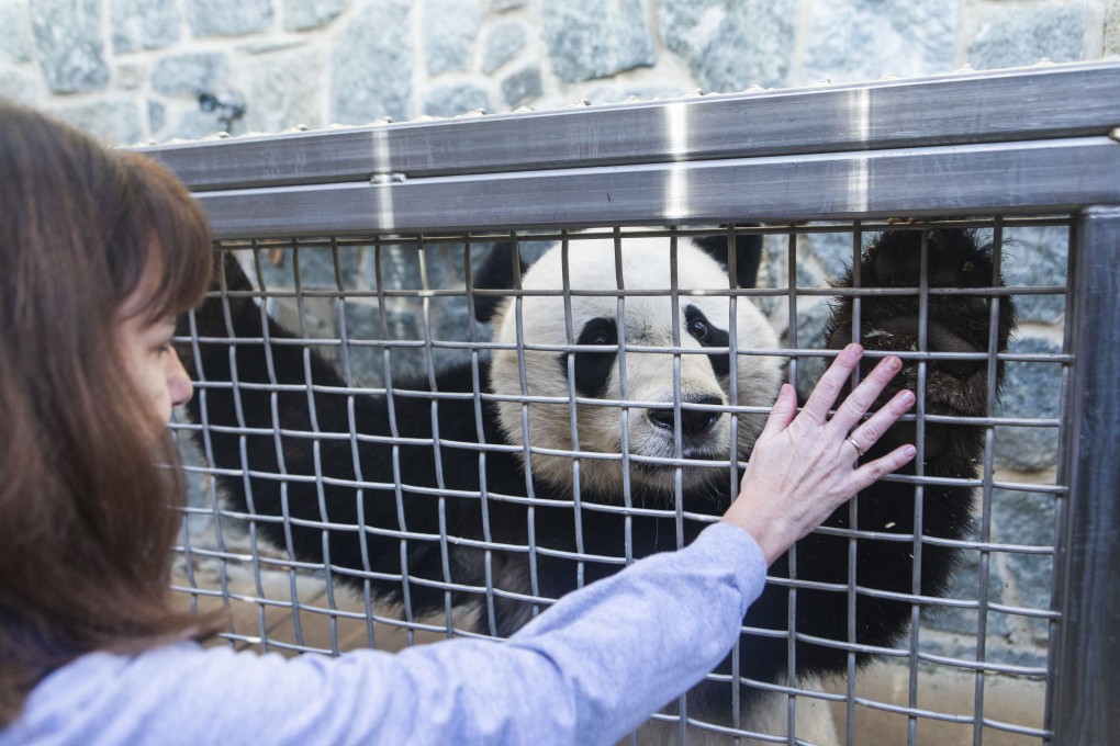 Bei Bei, the National Zoo's last panda cub, with Laurie Thompson, the zoo's assistant curator of giant pandas. Bei Bei is leaving for China. Photo: Amanda Voisard/The Washington Post
