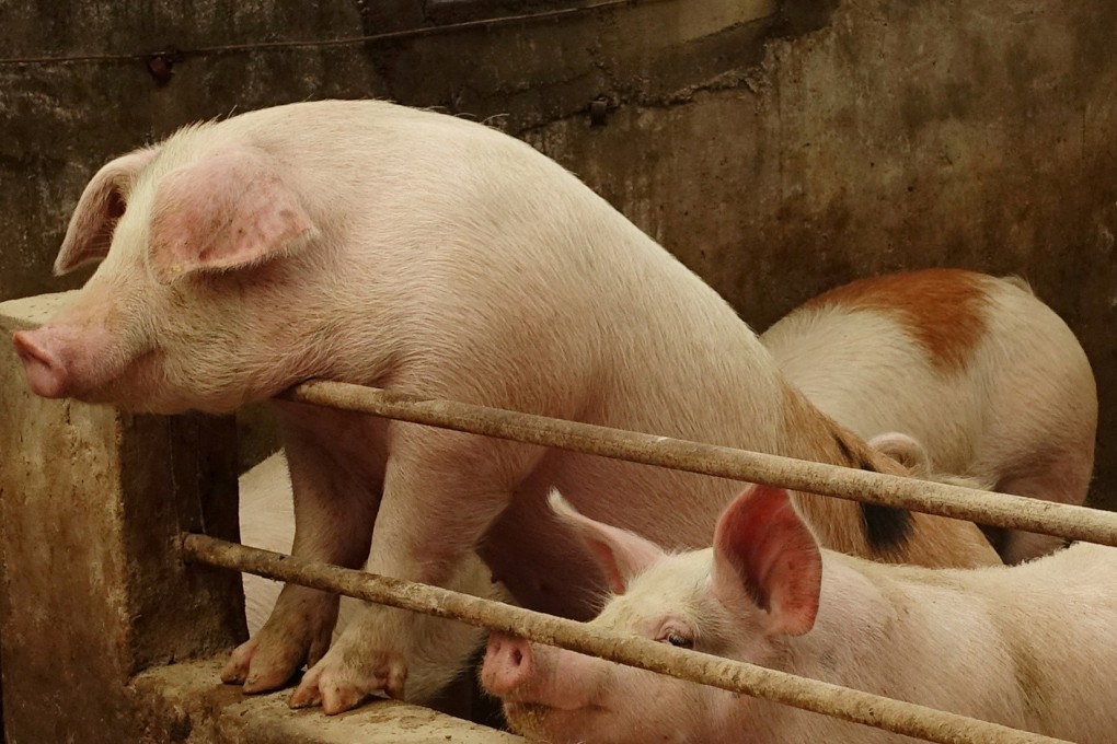 Pig herds on the mainland have been devastated by an African swine fever epidemic. Photo: Reuters