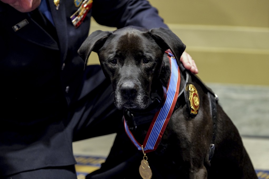 Bucca, who works with the Fire Department of New York, was one of eight animals to receive the Animals in War & Peace Medal of Bravery in Washington on Friday. Photo: Bonnie Jo Mount/Washington Post