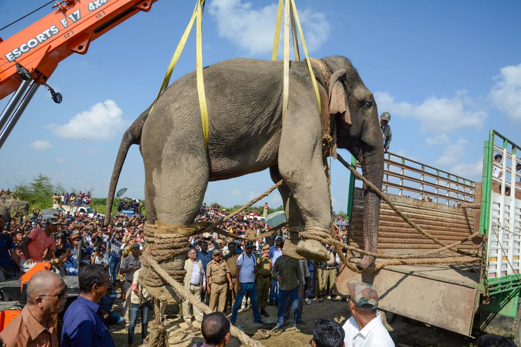 The tranquillised wild Indian elephant nicknamed Laden is lifted up with the help of a crane before being transported to a sanctuary on November 12. Photo: DPA