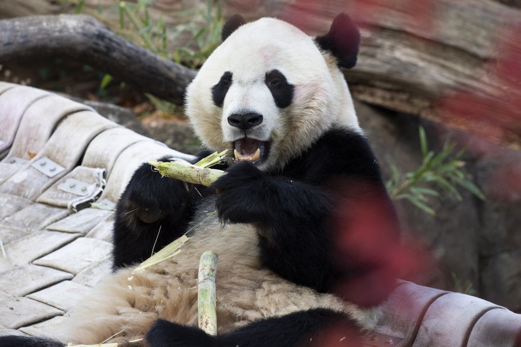 Bei Bei snacks on sugarcane at the National Zoo in Washington on November 18, 2019. Photo: EPA-EFE