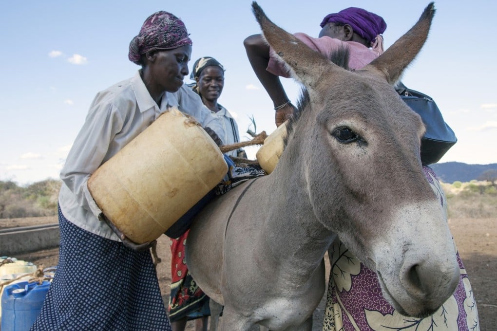 Consumption of donkeys is hurting vulnerable communities. Photo: The Donkey Sanctuary