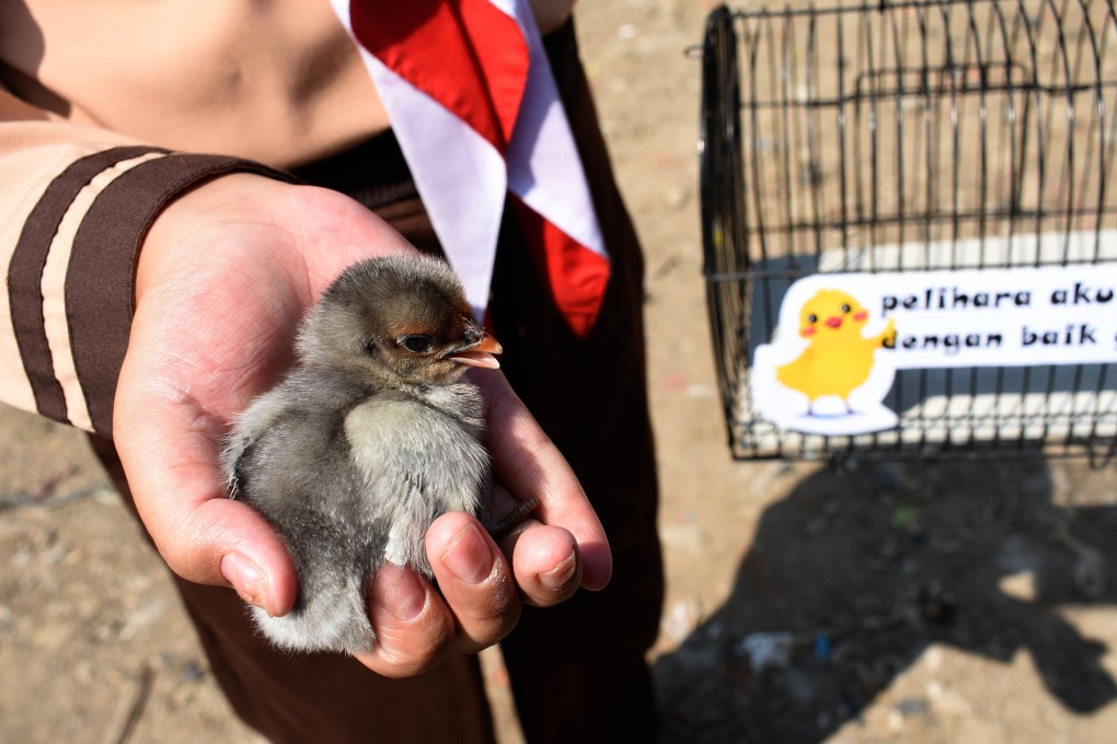 An Indonesian pupil holds a chick, given by local officials as part of a programme to wean schoolchildren off smartphones, in Bandung, West Java. Photo: AFP