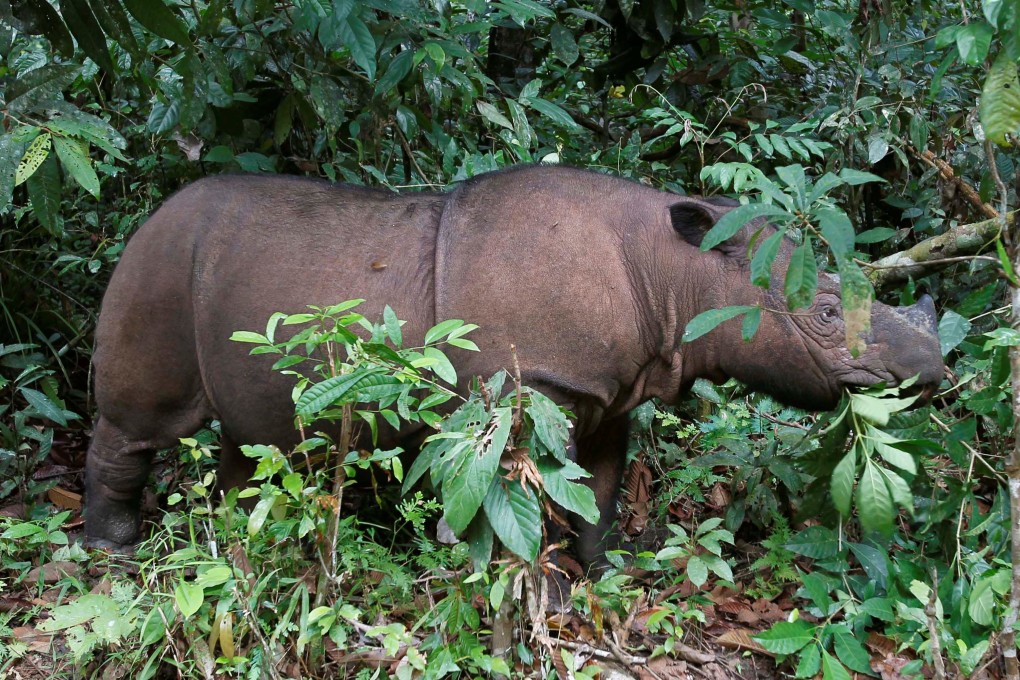 The species has now almost disappeared from the wild, and conservationists estimate that only about 30 to 80 Sumatran rhinos survive, mostly on the Indonesian island of Sumatra. File photo: Reuters