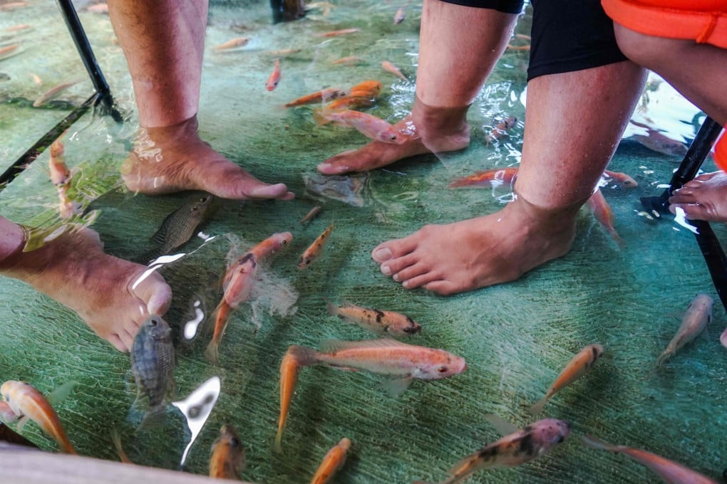 Fish nibble at the feet of diners in Indonesia having their lunch at Soto Cokro Kembang fish pool restaurant in Yogyakarta. The tables and chairs sit in ankle-deep water, home to thousands of Red Nile Tilapia fish that munch dead skin off the feet of diners. Photo: AFP