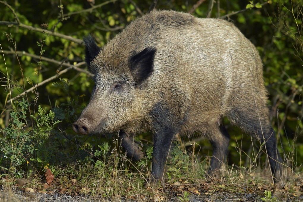 Feral hogs do not usually pose a threat to humans. Photo: Shutterstock
