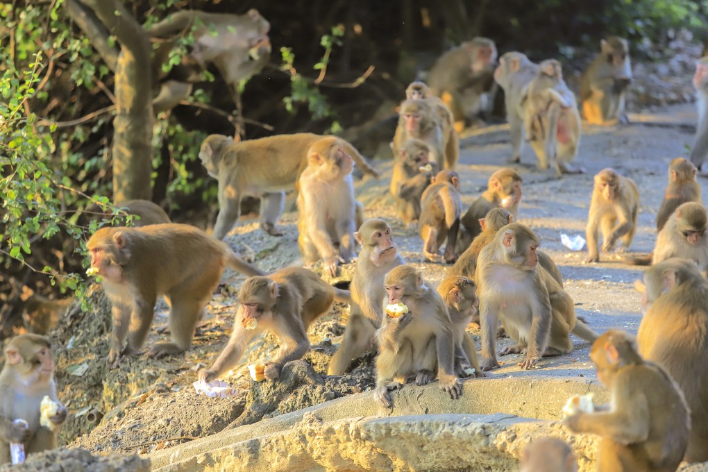 Monkeys at Kam Shan Country Park. Photo: Shutterstock