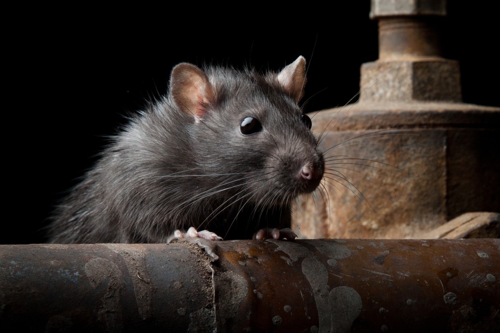 A fourth person in northern China has been diagnosed with the plague. Photo: Shutterstock