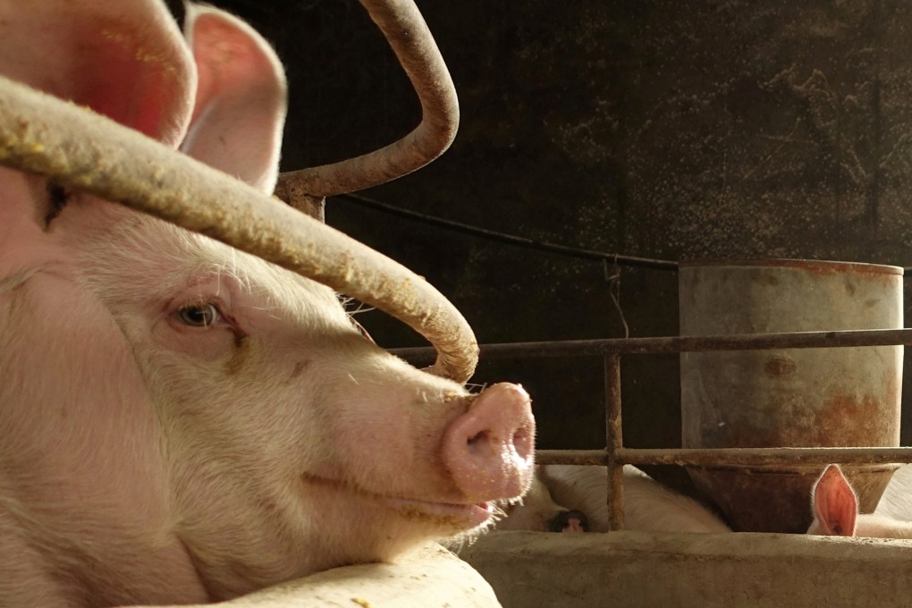 China’s pork imports in October doubled from a year earlier. Photo: Reuters