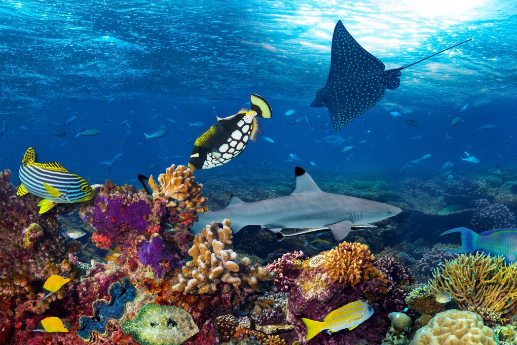 The world's coral reefs are at risk