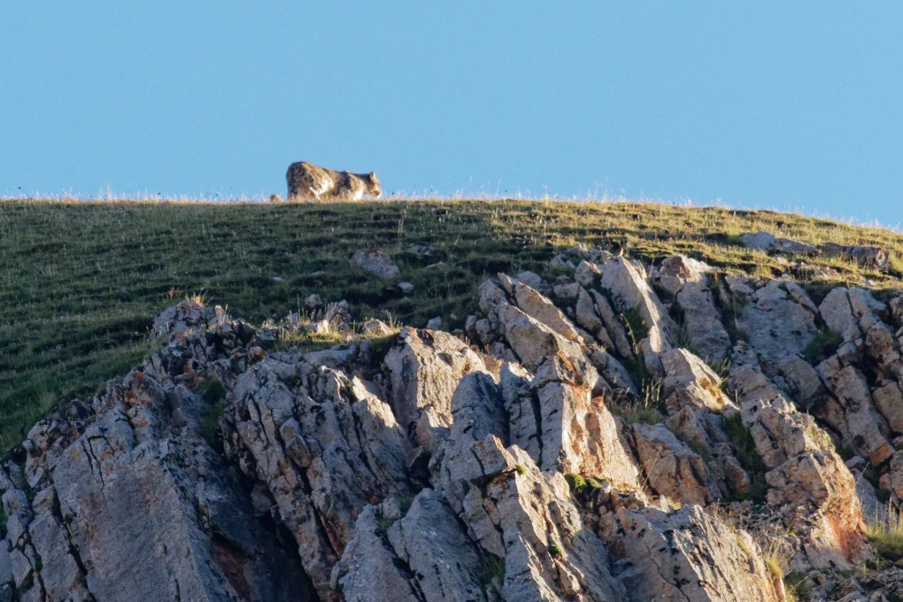 A snow leopard seen from a distance in the Valley of the Cats, in China’s Qinghai province. Photo: Martin Williams