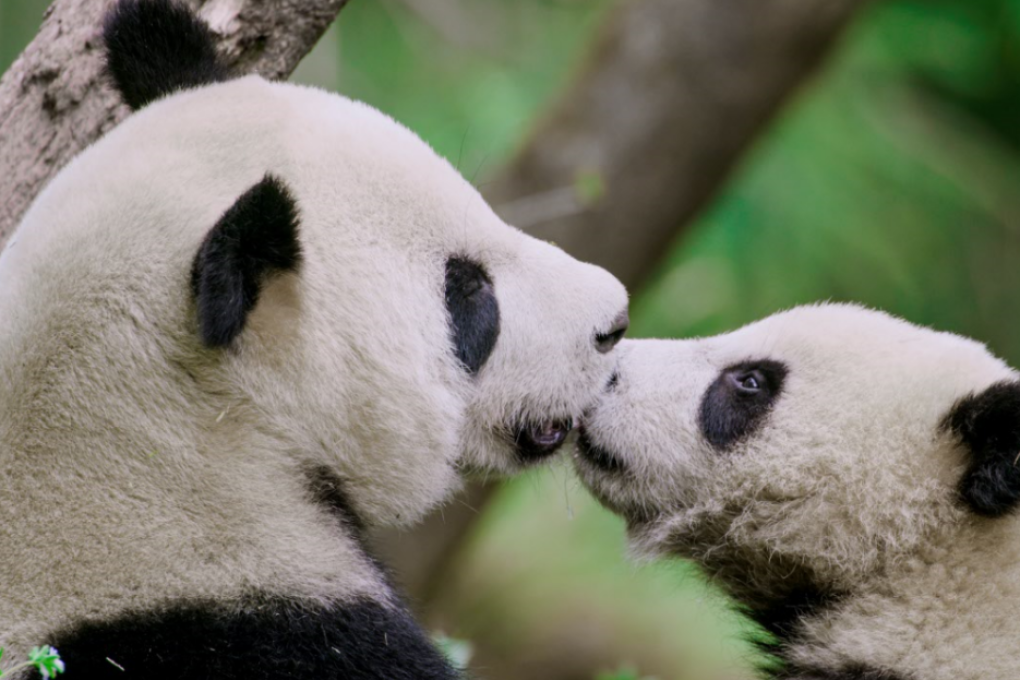 The first episode of Hidden Kingdoms of China, a Bilibili co-production with National Geographic, featured pandas in their natural habitat. The Chinese video sharing platform is hoping content like this will help it become China’s Netflix. Photo: National Geographic/ Jacky Poon