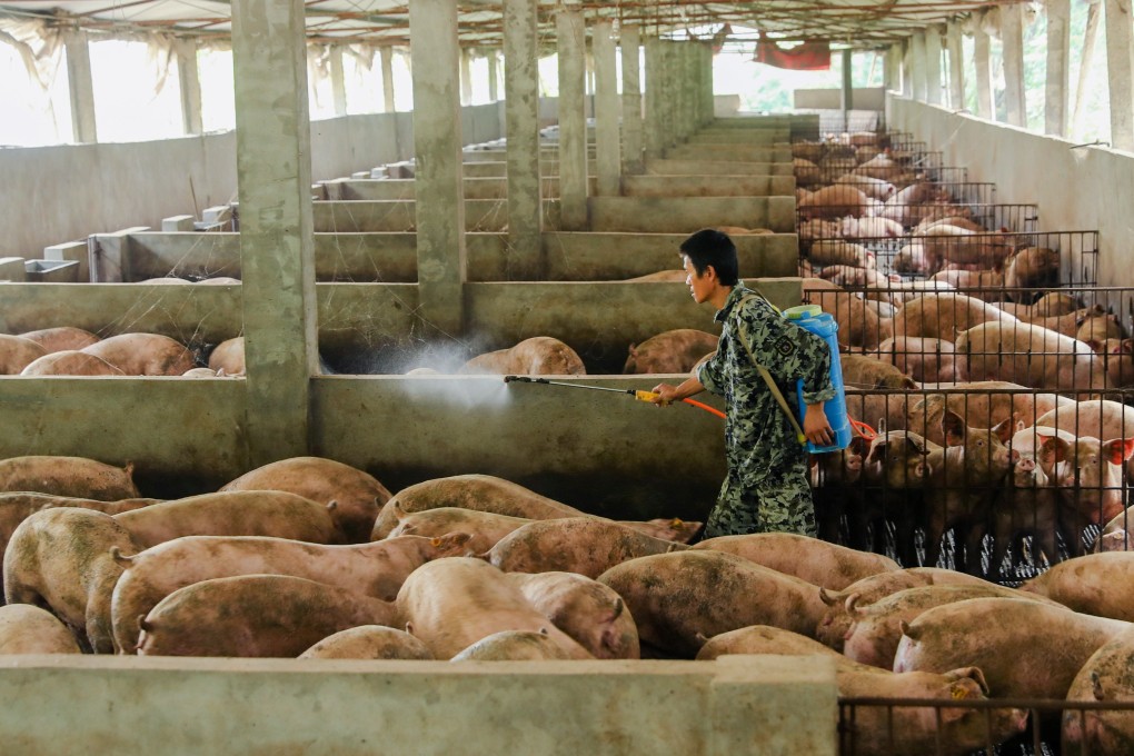 There is currently no cure for African swine fever, which has devastated China’s domestic herds and caused a 70 per cent rise in pork prices due to the resulting shortages. Photo: Reuters