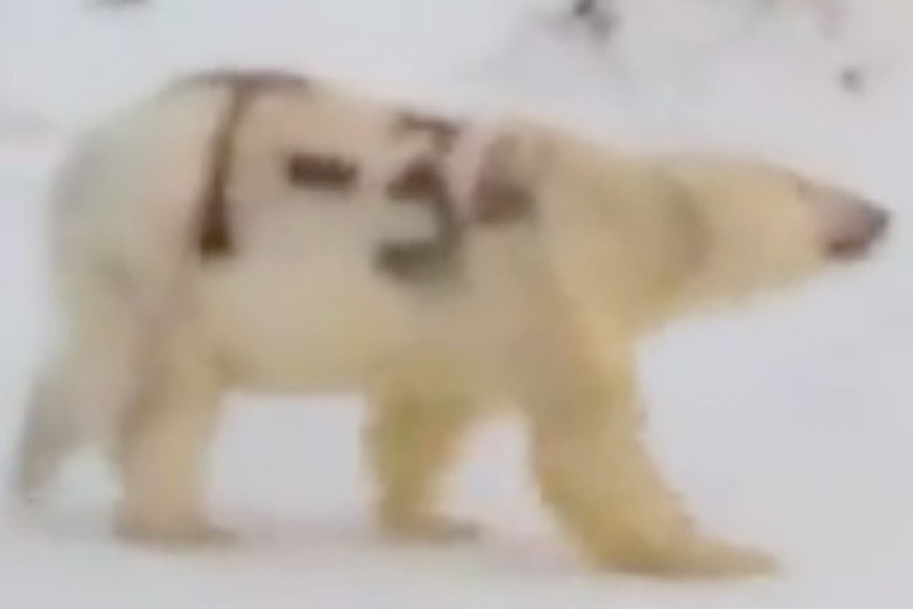 Russian mystery of the 'T-34' polar bear, spray-painted with name