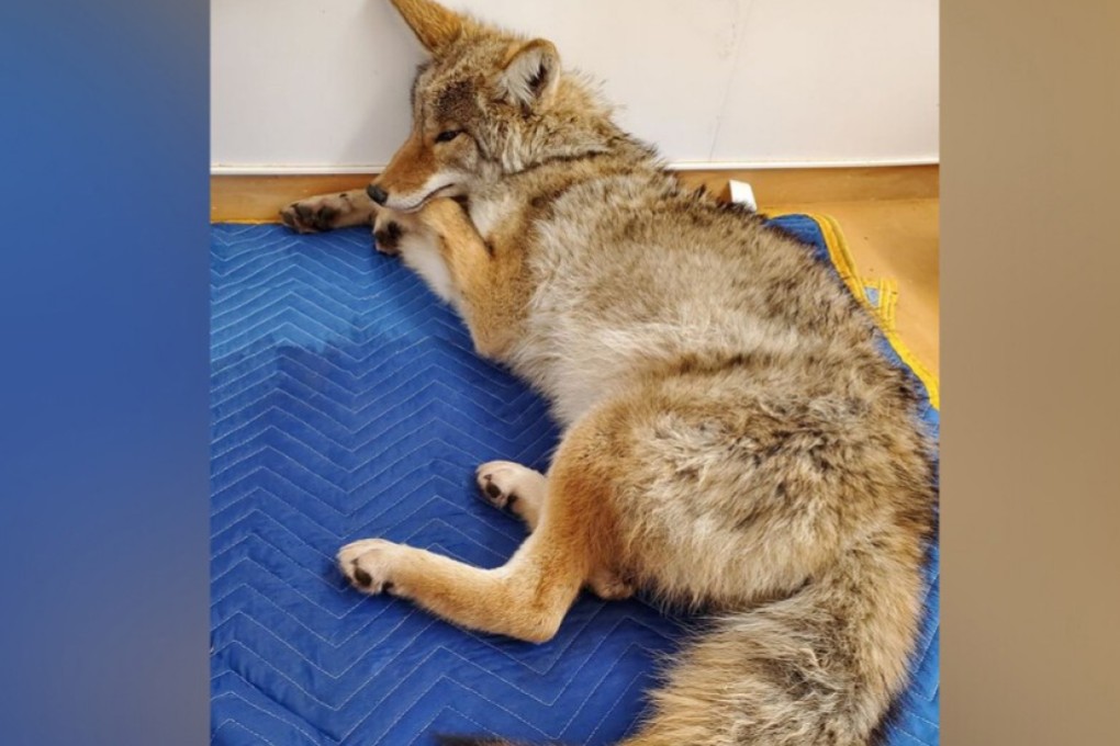 Eli Boroditsky thought the animal he had hit with his car was a German shepherd or a husky; it was a coyote. Photo: Wildlife Haven Rehabilitation Centre