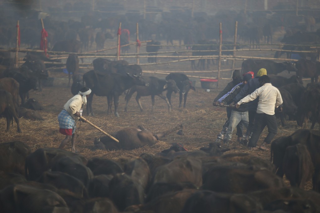 Volunteers move a dead buffalo as others are kept in holding pens before being sacrificed during the Gadhimai festival in Bariyarpur in Bara district, Nepal. Photo: AP