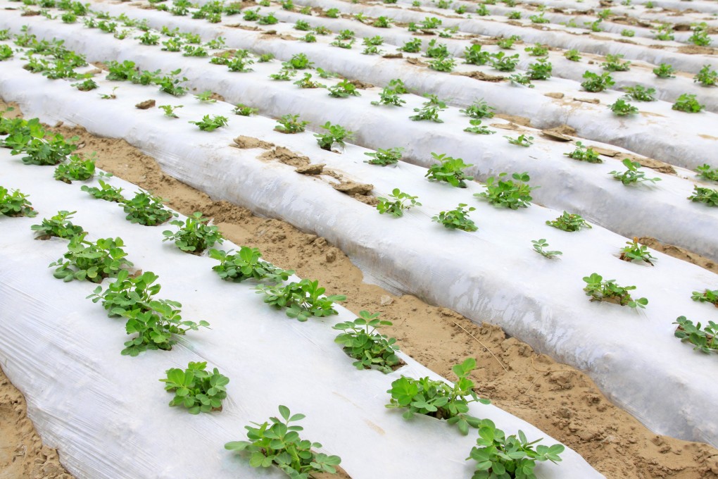Chinese farmers cover fields with vast amounts of plastic to help maintain soil moisture and protect against pests. Photo: Shutterstock