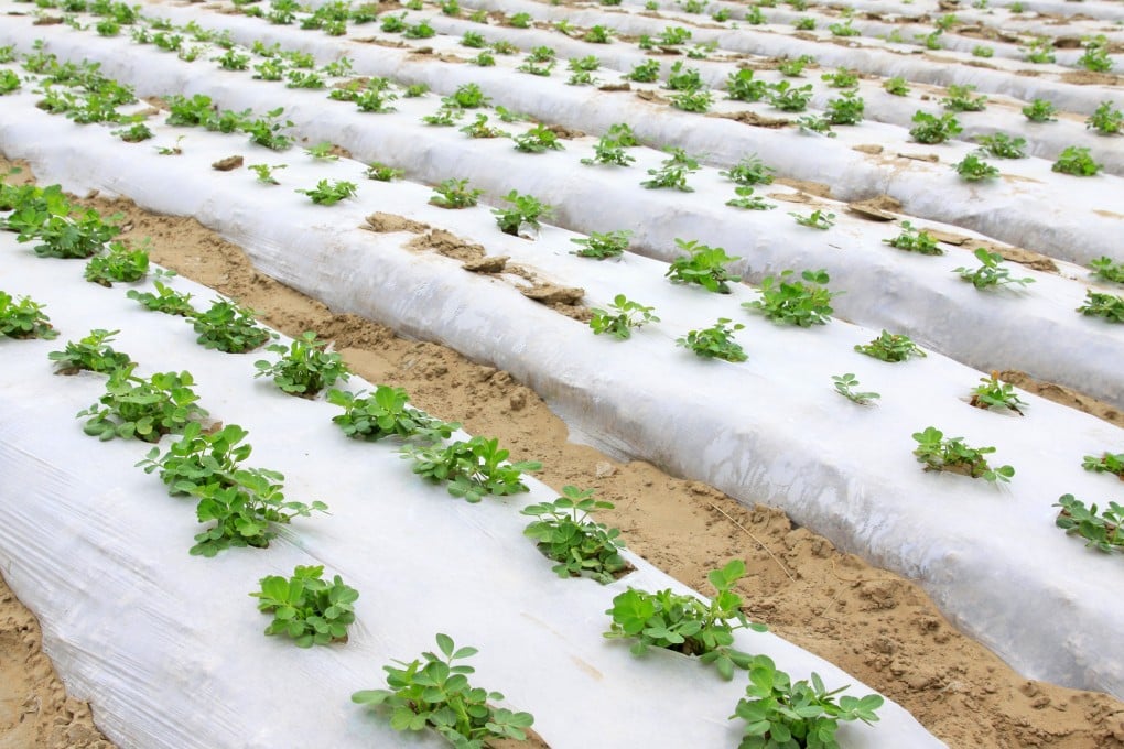 Chinese farmers cover fields with vast amounts of plastic to help maintain soil moisture and protect against pests. Photo: Shutterstock