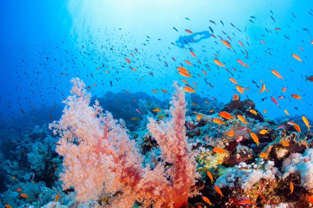 A scuba diver looks down at shoals of fish and brightly coloured corals. Diving helps to reduce stress, promote mindfulness, and improve your mental well-being. Photo: Padi