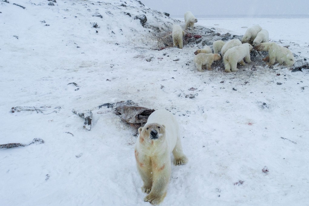 More than 50 polar bears have gathered on the edge of a village in Russia's far north, unable to roam because of weak coastal ice. Photo: AFP