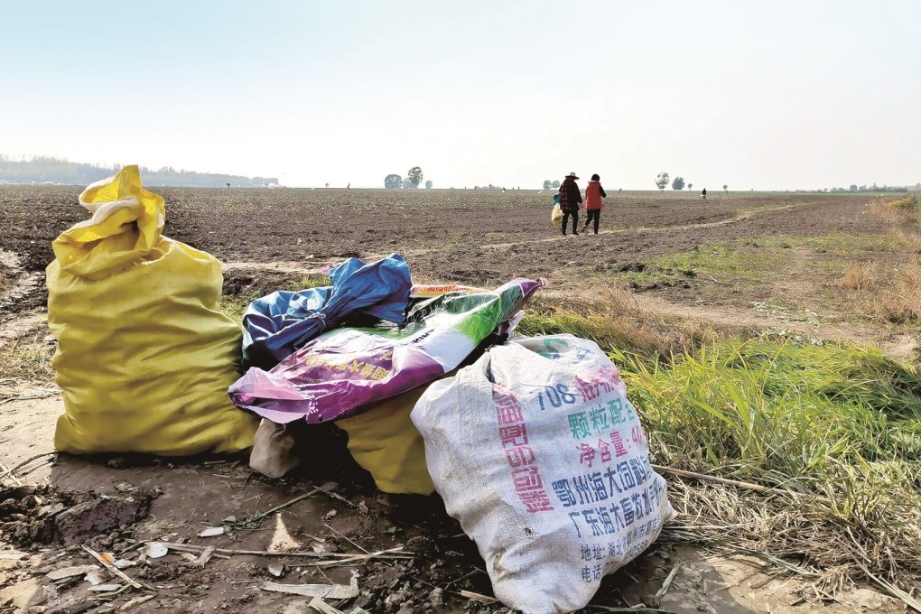 A kindly gesture ended up costing three Chinese farmers 5,000 tonnes of white radish. Photo: Weibo