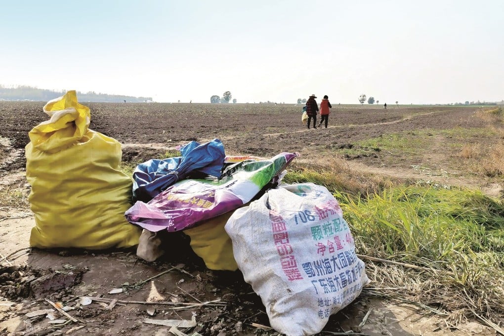 A kindly gesture ended up costing three Chinese farmers 5,000 tonnes of white radish. Photo: Weibo