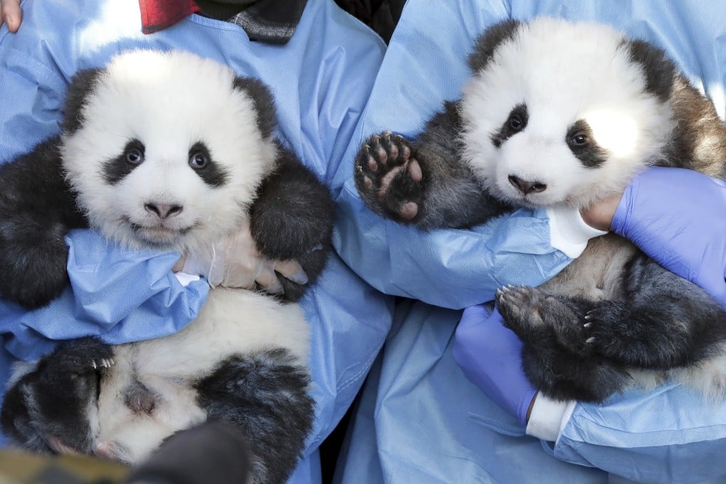 Meng Yuan and Meng Xiang appear at Berlin Zoo for the first time on their naming day. Photo: AP