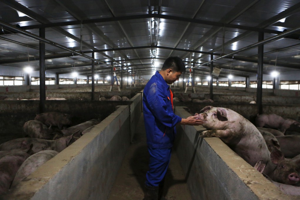 African swine fever has devastated China’s pig herd. Photo: Xinhua