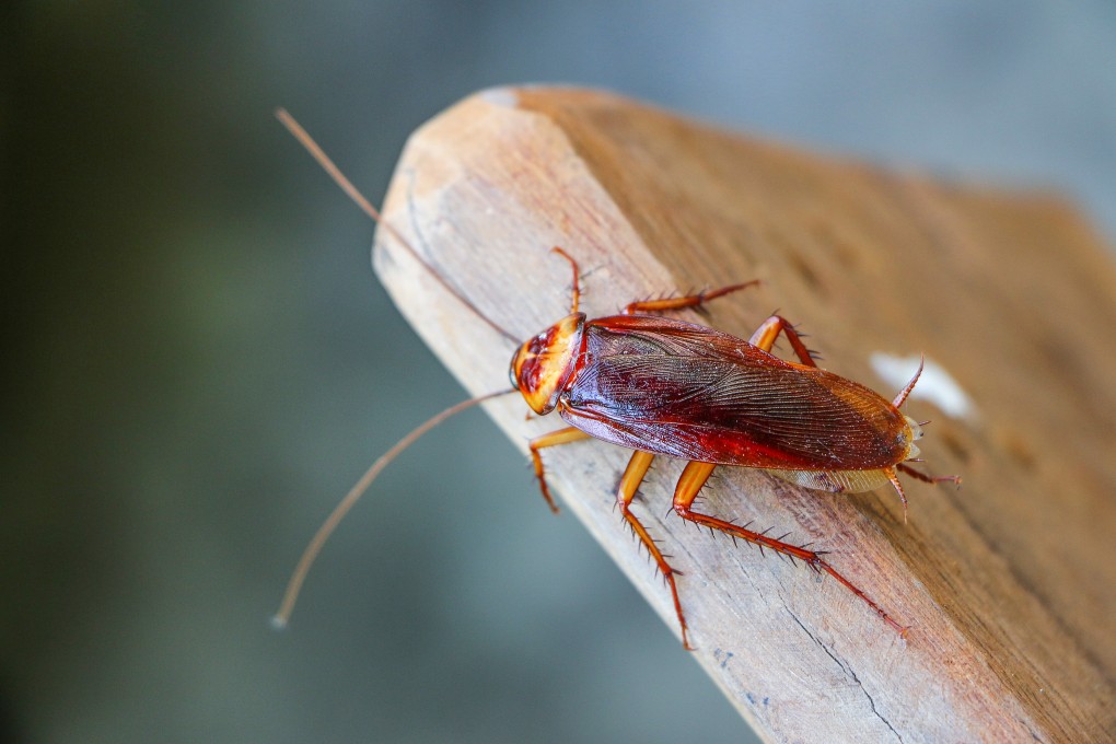 The “cockroach” epithet, unsurprisingly derogatory, has been used widely in politics, primarily to dehumanise. Photo: Shutterstock