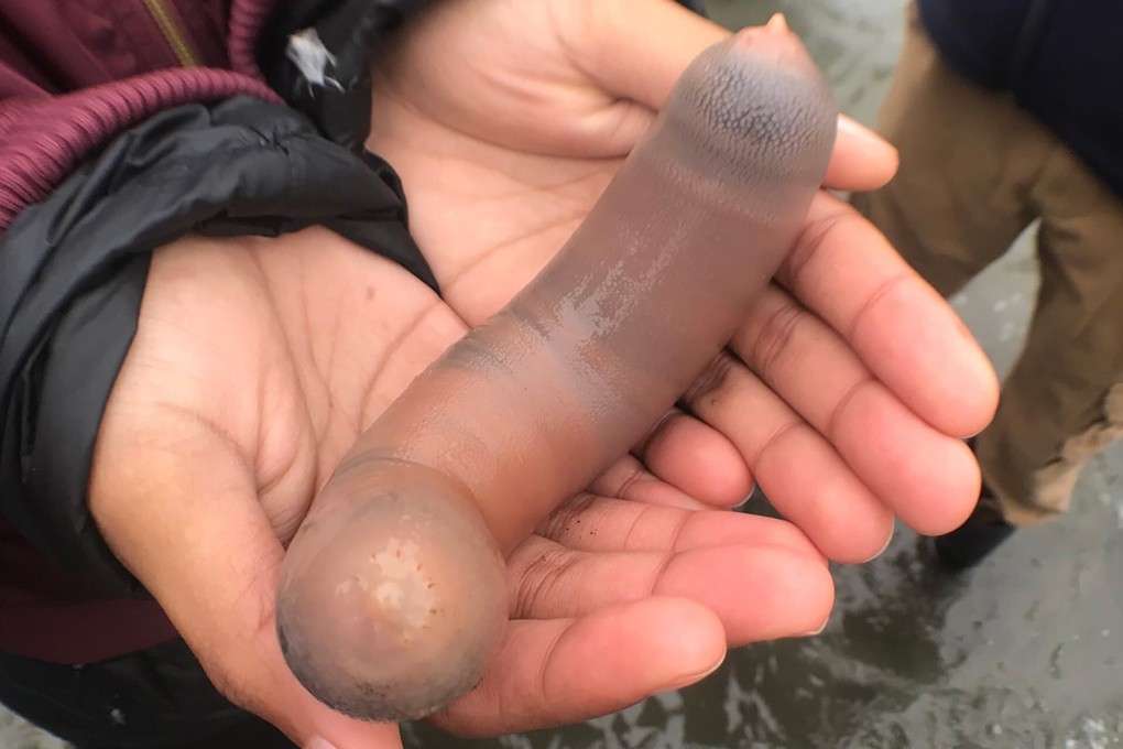 A fat innkeeper worm found at Bodega Bay, California, in June. Photo: Kate Montana/iNaturalist Creative Commons