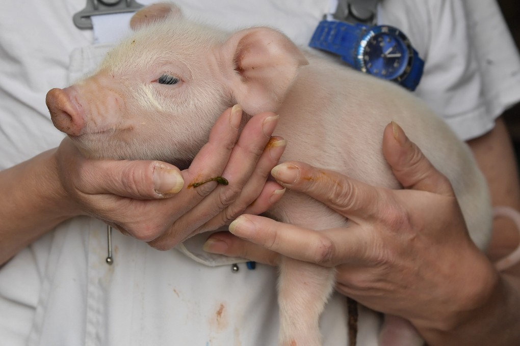 German farmers, who remove testicles from roughly 20 million piglets each year, have long resisted the push to end castration without anaesthesia. Photo: DPA