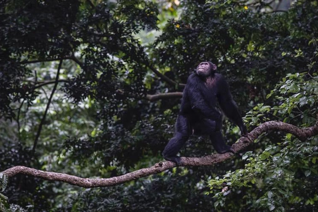 Trees need protecting for the health of the planet, as well as the safety of its biodiversity. Photo: Volcanoes Safaris