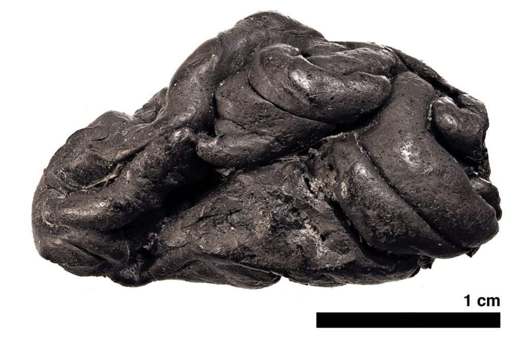 A 5,700-year-old type of “chewing gum” made from birch pitch was found during archaeological excavations at Syltholm, southern Denmark. Photo: University of Copenhagen via AFP