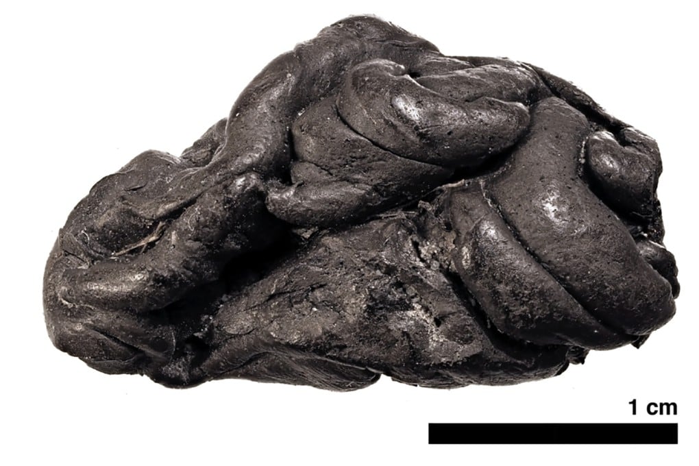 A 5,700-year-old type of “chewing gum” made from birch pitch was found during archaeological excavations at Syltholm, southern Denmark. Photo: University of Copenhagen via AFP