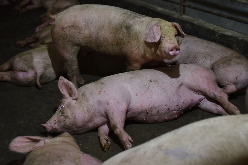 Navigation systems of planes flying over a pig farm were affected by the farmer’s efforts to prevent a drone attack by criminal gangs spreading African swine fever. Photo: AFP