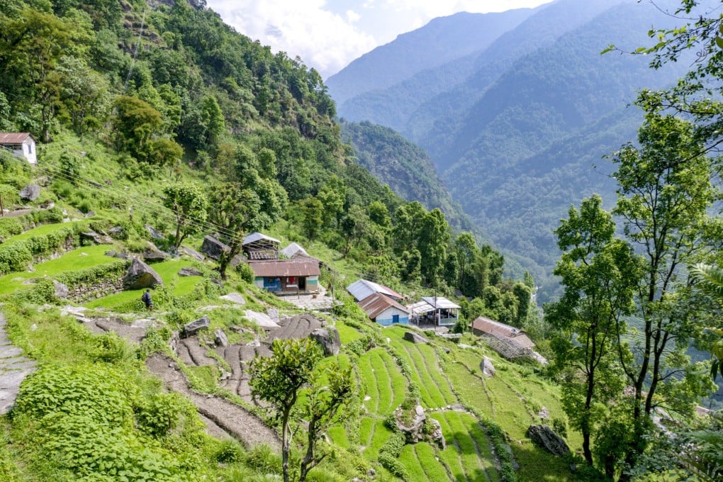 The five-day Poon Hill Circuit trek in Nepal includes some stunning scenery. Rice paddies along the way between Ghorepani and Ghandruk, Annapurna National Park. Photo: Nam Cheah